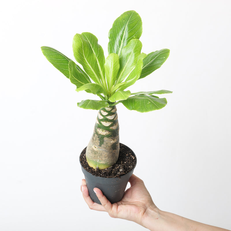 Brighamia insignis Plants GrowTropicals