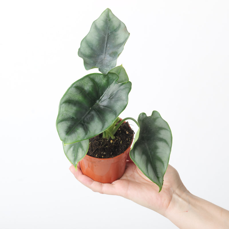 Alocasia 'Reversa' — 9cm