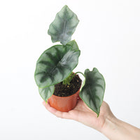 Alocasia 'Reversa'