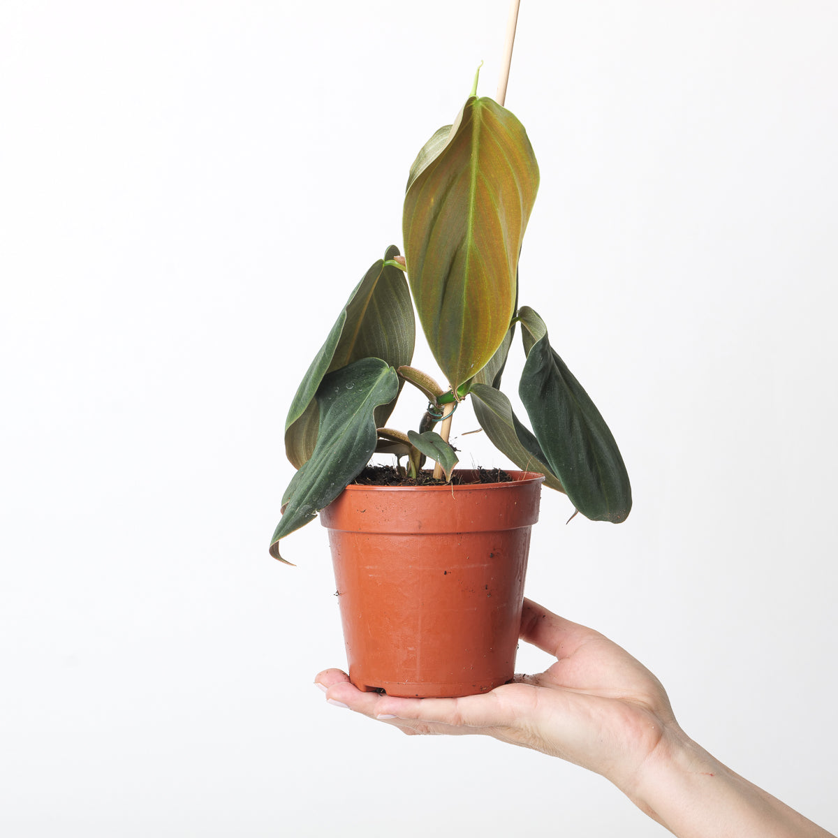 [美品] 新品未開封　Phasma gigas Philodendron gigas | Grow Tropicals