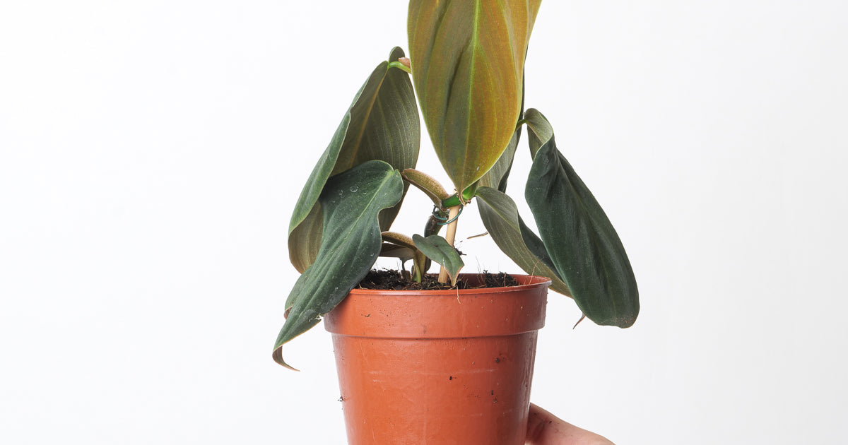 philodendron gigas for sale Philodendron gigas | Plants