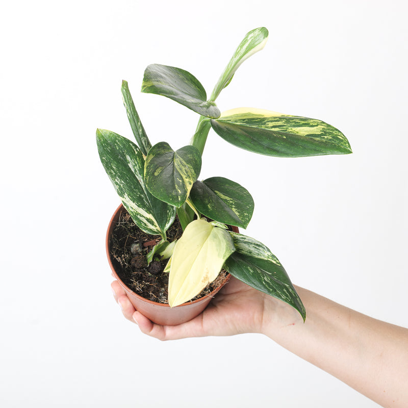 Monstera standleyana 'Aurea Variegated' Plants GrowTropicals