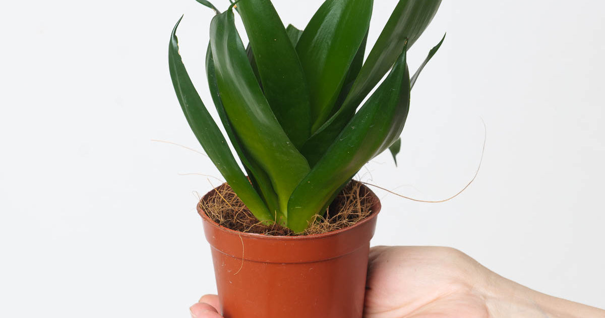 Sansevieria hahnii 'Black' | Plants | GrowTropicals.com