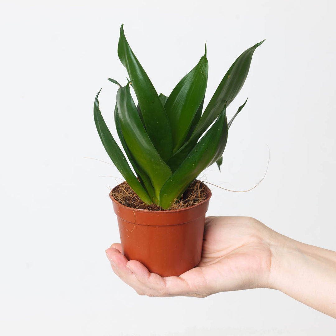 sansevieria hahlii Sansevieria hahnii 'Black' | Plants