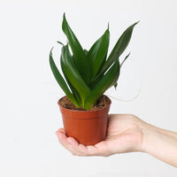 Sansevieria hahnii 'Black'