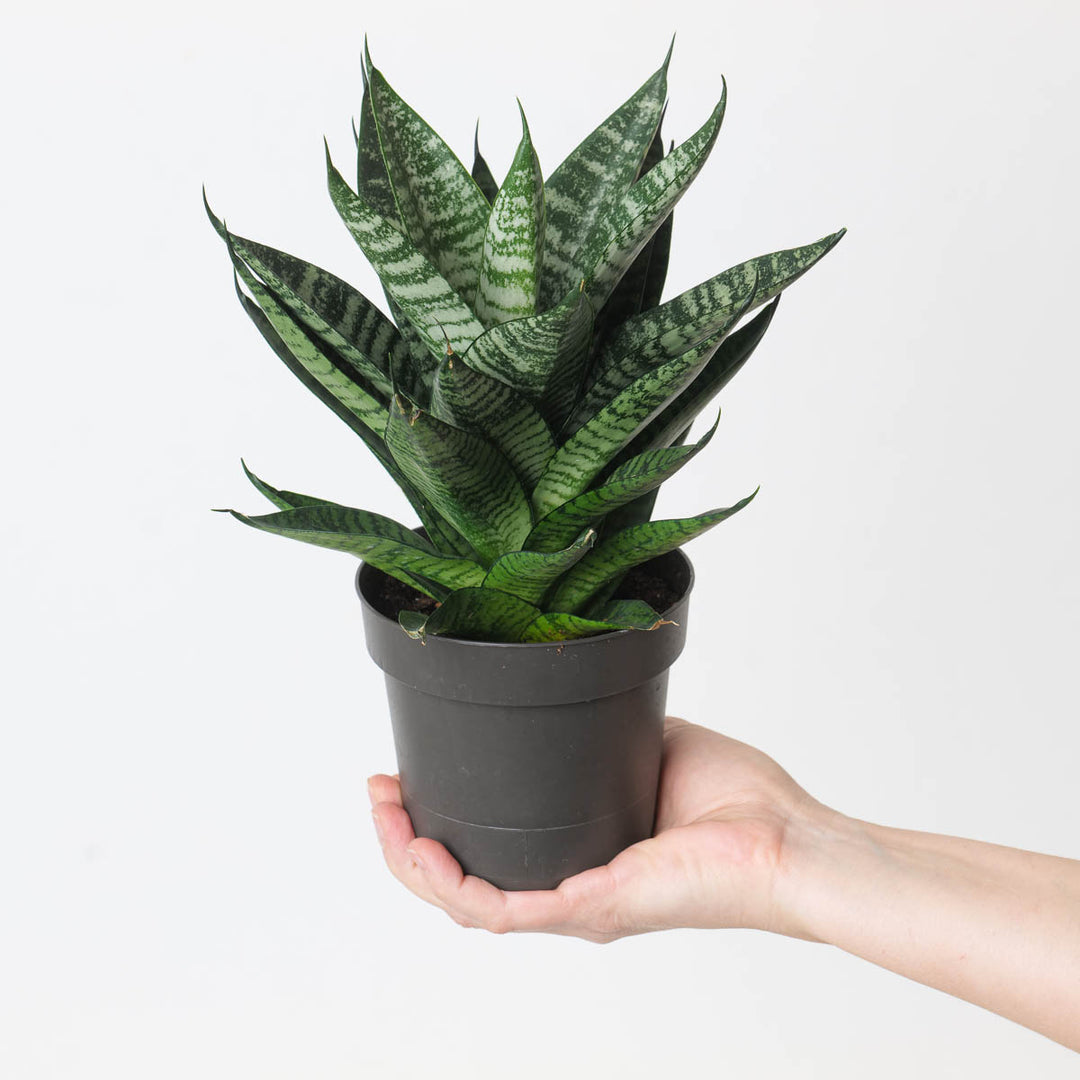star sansevieria Sansevieria 'Star Ming Green Marble' | Plants