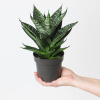 Sansevieria 'Star Ming Green Marble'