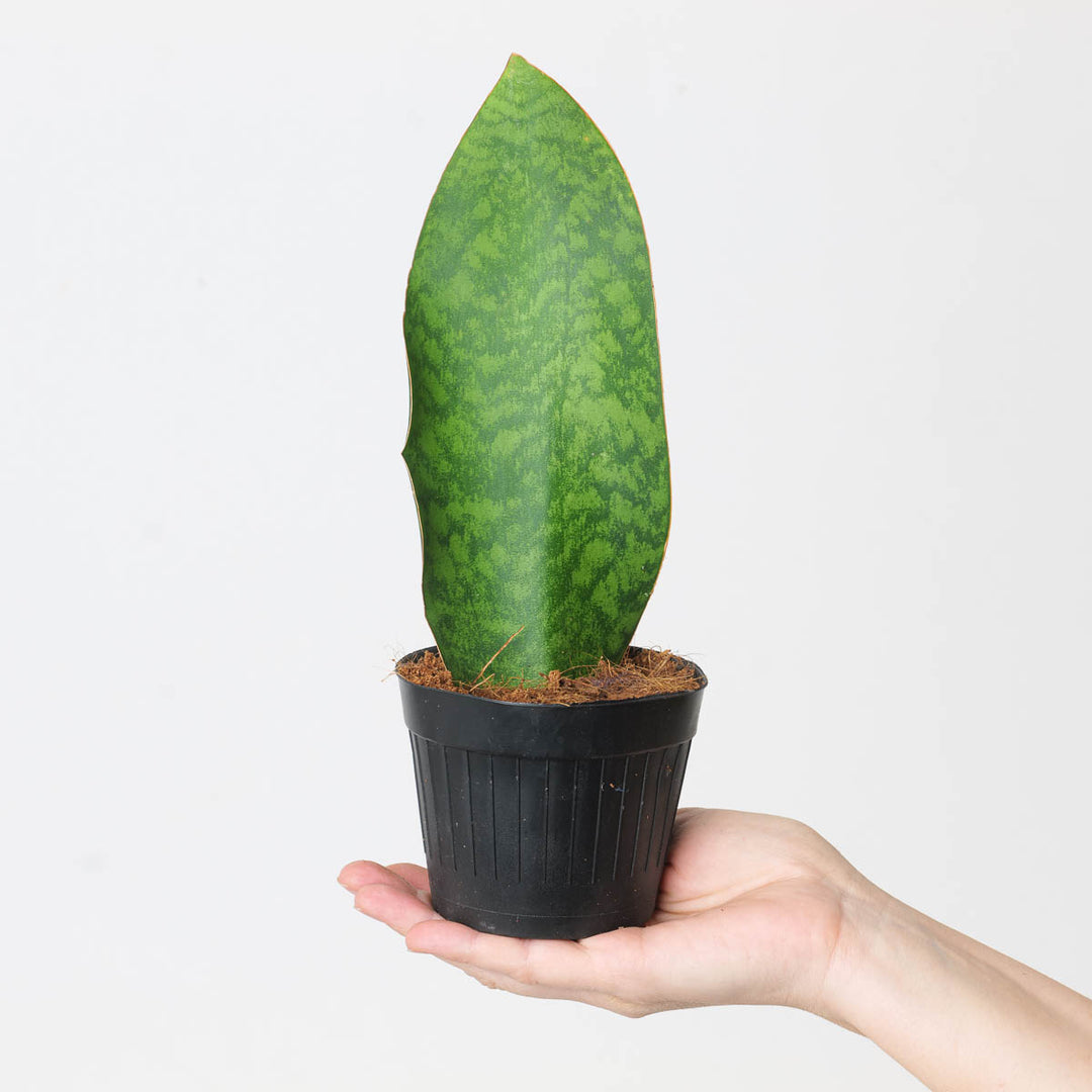 whale fin sansevieria nz Sansevieria masoniana 'Whale Fin'