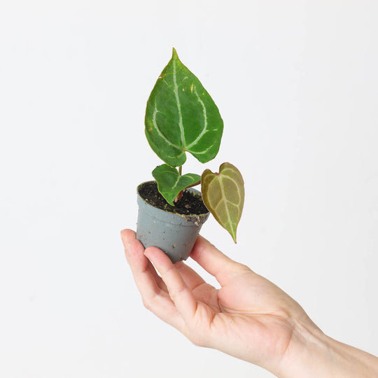Imperfect Anthurium crystallinum Plants GrowTropicals