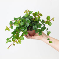 Peperomia angulata 'Rocco Scuro'