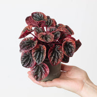 Peperomia caperata 'Abricos'