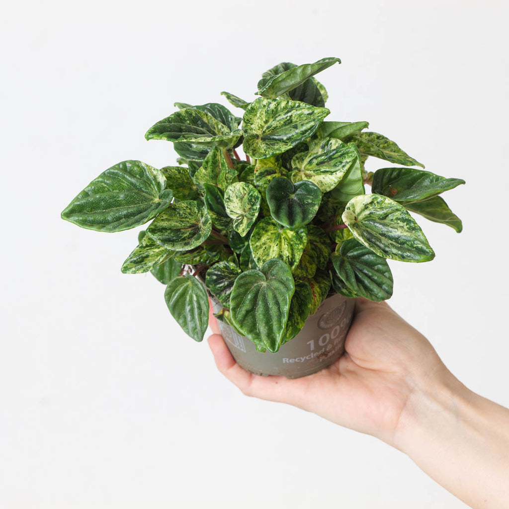 Peperomia caperata 'Buenos Aires' | Plants
