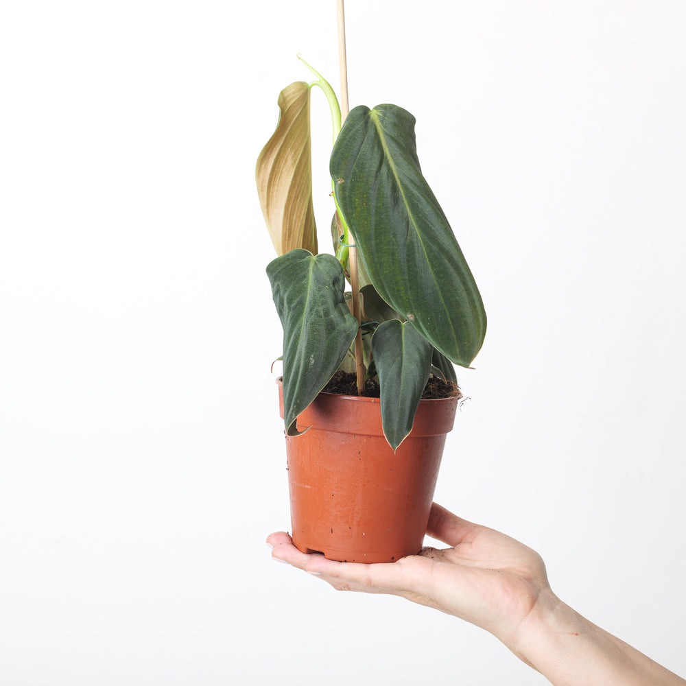 Philodendron gigas - GROW TROPICALS