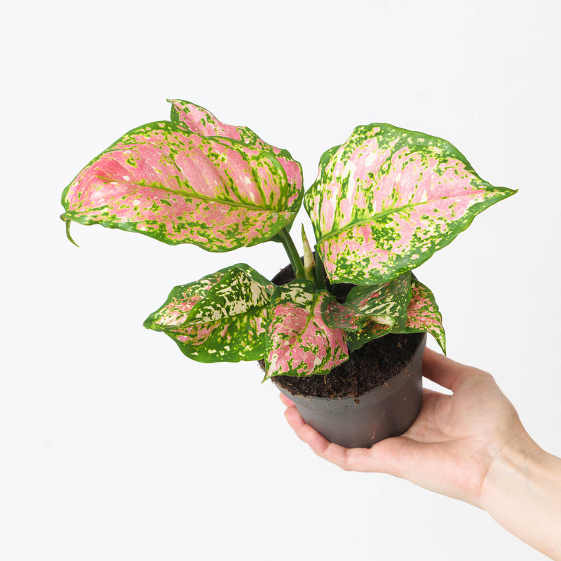 Aglaonema 'Jaxxy Red' Plants GrowTropicals