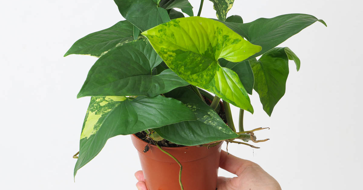 syngonium aurea variegata Syngonium podophyllum 'Aurea' | Plants