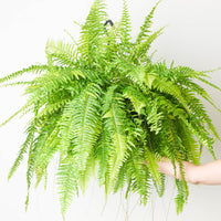 Nephrolepis exaltata 'Tiger'