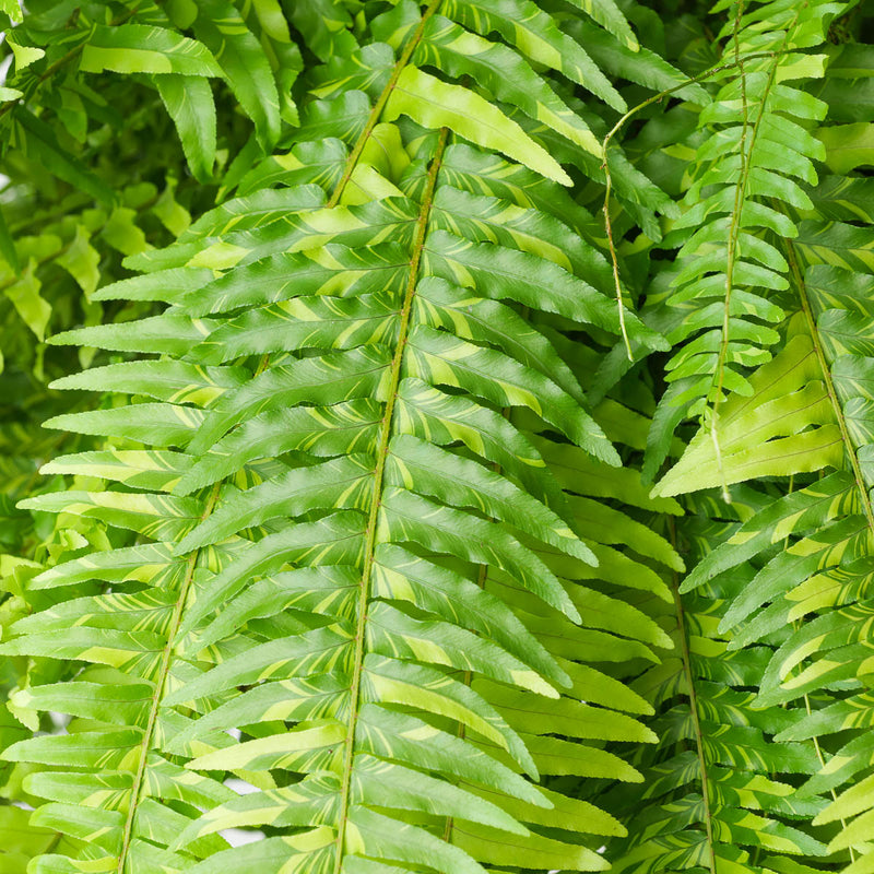 Nephrolepis exaltata 'Tiger' — 20cm Hanging