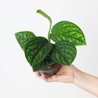 Monstera sp Peru