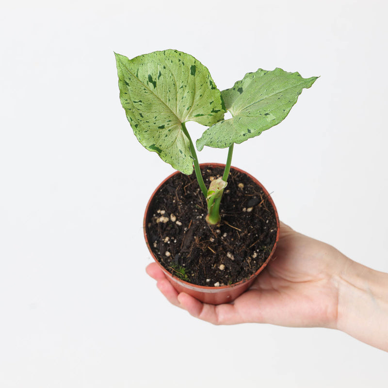 Syngonium Grey Ghost Plants GrowTropicals