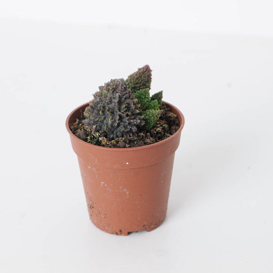 Adromischus marianiae Coral Red Plants GrowTropicals