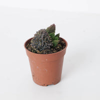Adromischus marianiae Coral Red