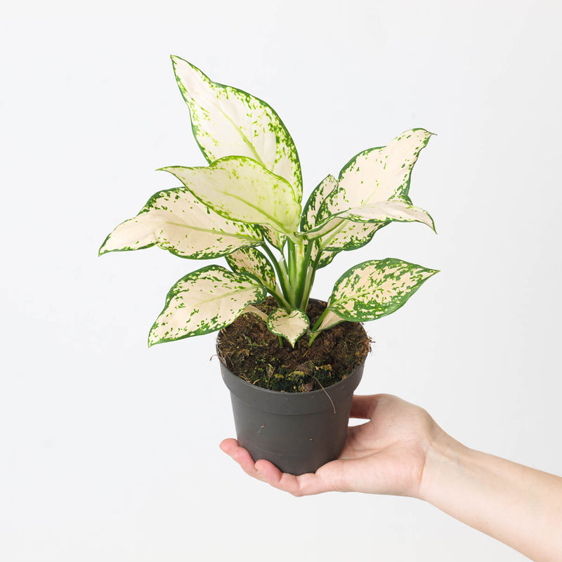 Aglaonema 'Vanilla Baby' Plants GrowTropicals