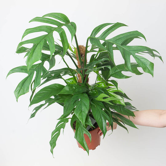 Epipremnum pinnatum 'Baltic Blue' Plants GrowTropicals