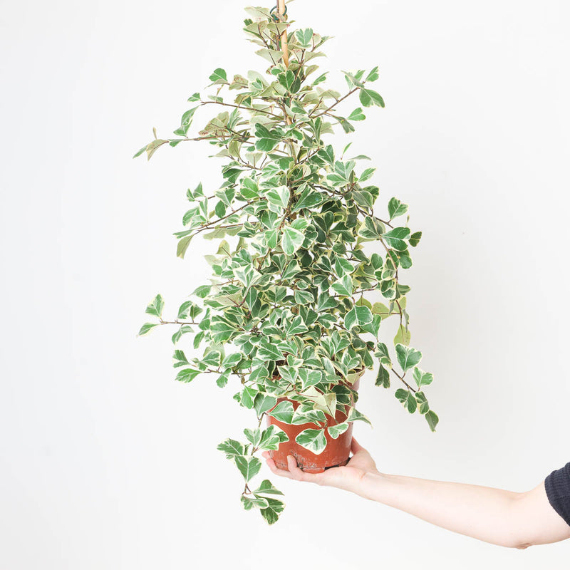 Ficus deltoidea 'Sweetheart' Plants GrowTropicals