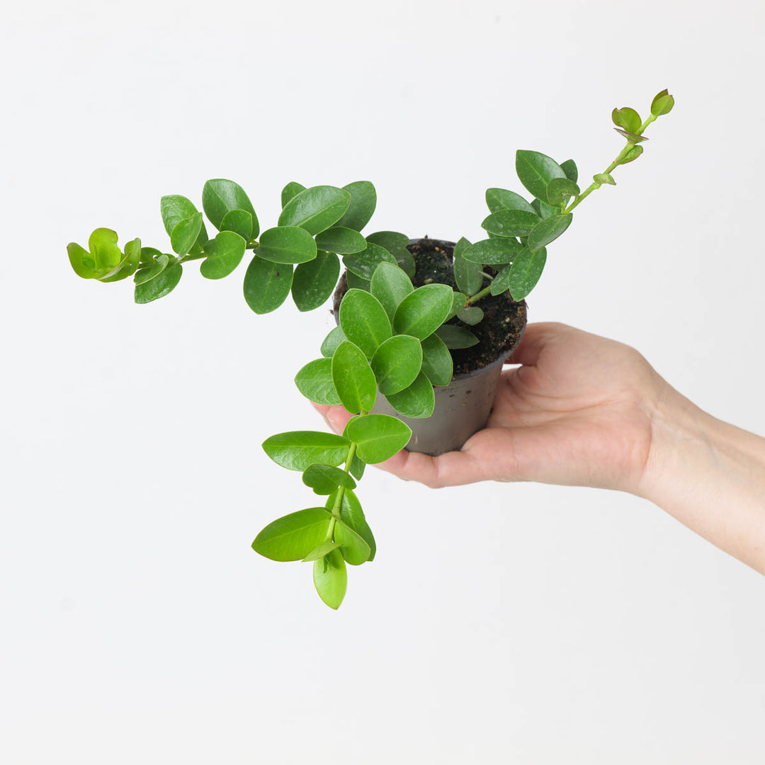 hoya millionaire plant indoor Hoya cummingiana | Plants