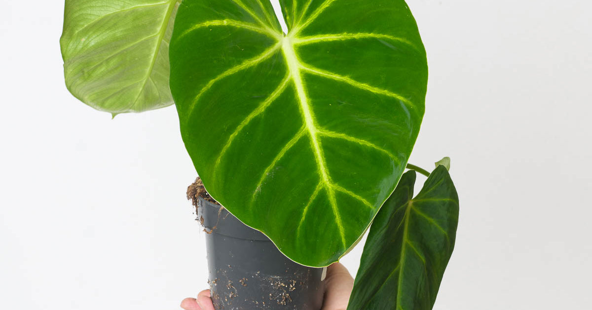 Philodendron luxurians | Plants