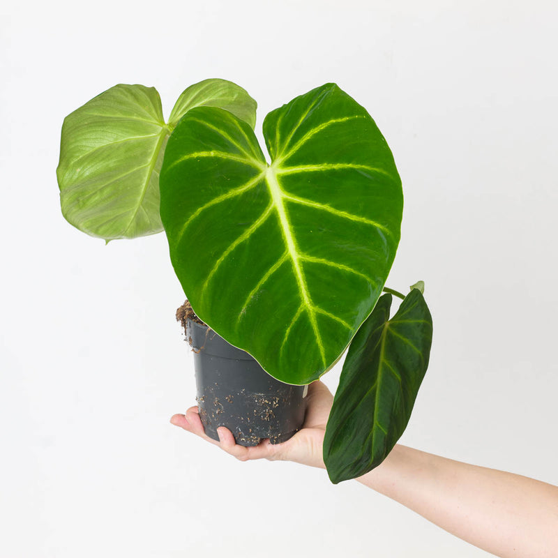 Imperfect Philodendron luxurians 14cm Imperfect Plants GrowTropicals
