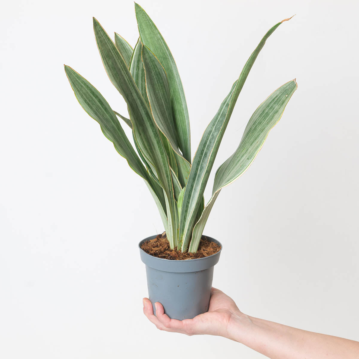 sansevieria metallica Sansevieria trifasciata 'Metallica' | Plants