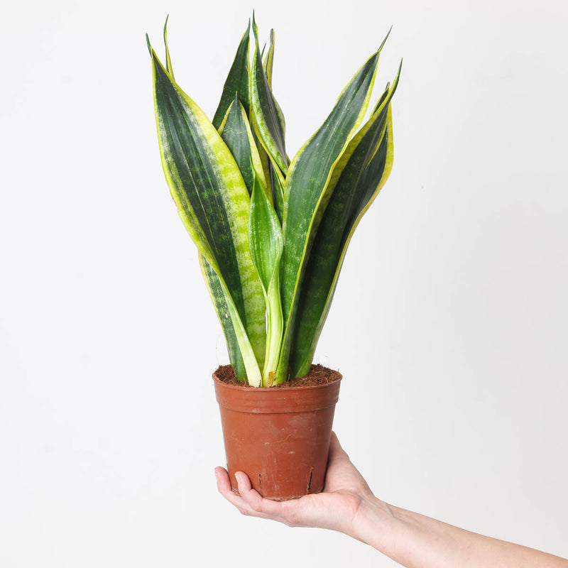 Sansevieria Golden Flame Plants GrowTropicals