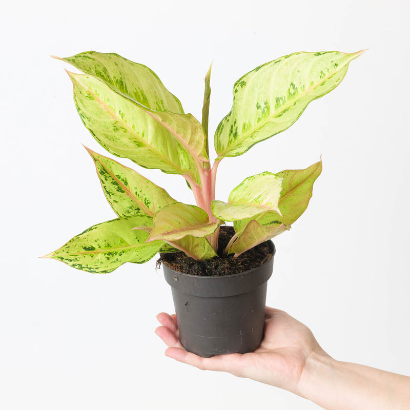 Aglaonema 'Chartreuse Pretty' Plants GrowTropicals