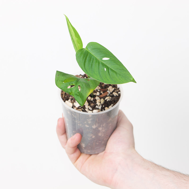 Monstera adansonii var. laniata 'GT3 Clone' Plants GrowTropicals