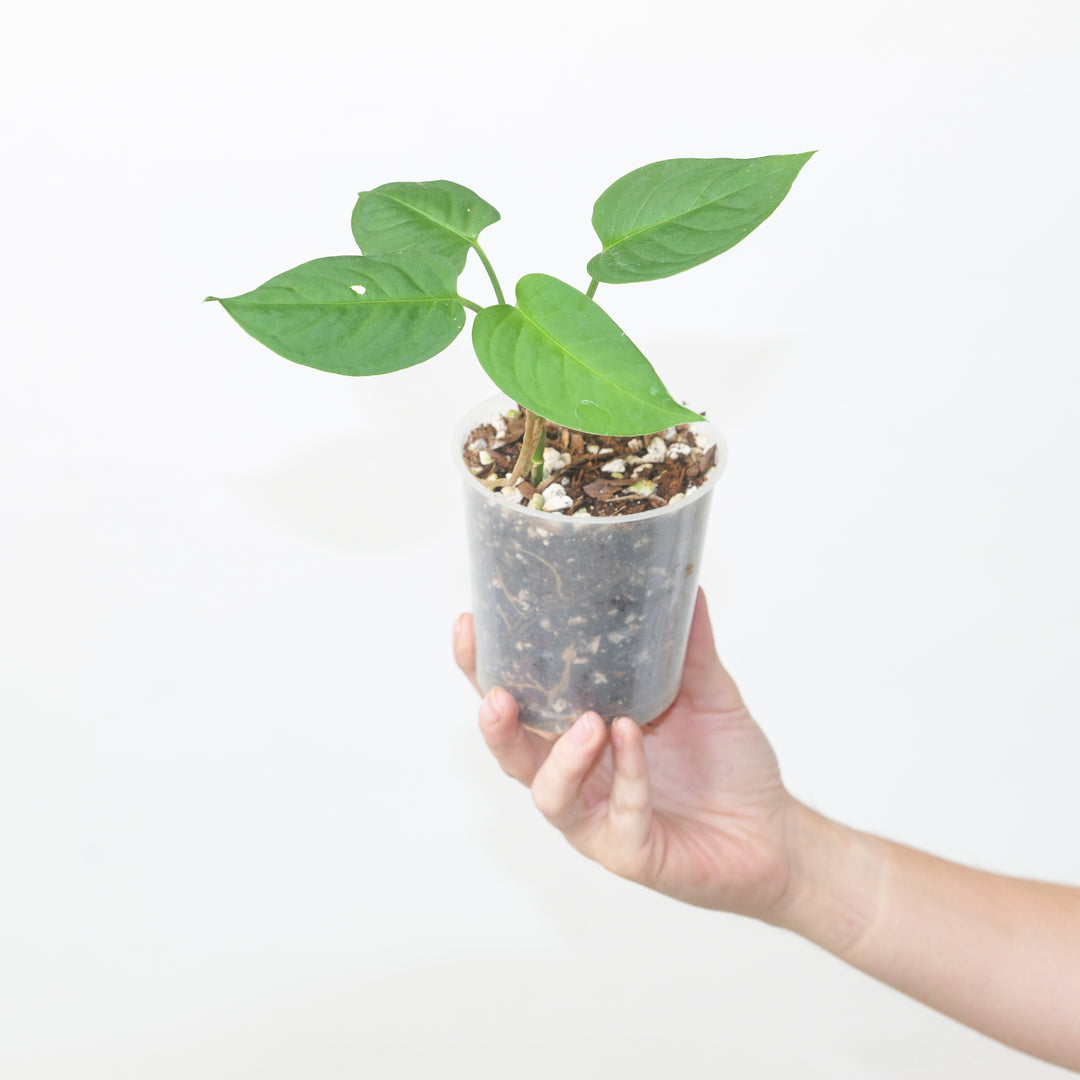 Monstera adansonii var. laniata 'GT3 Clone' Plants GrowTropicals