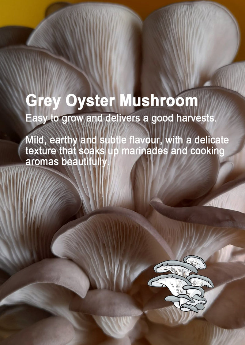 Mushroom Growing Gift Box CaleyBros