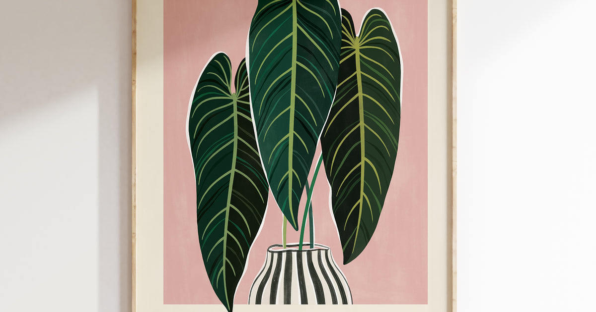 philodendron giclée canvas print 52 x 52 Philodendron Melanochrysum Art Print | Prints