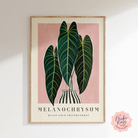 Philodendron Melanochrysum Art Print
