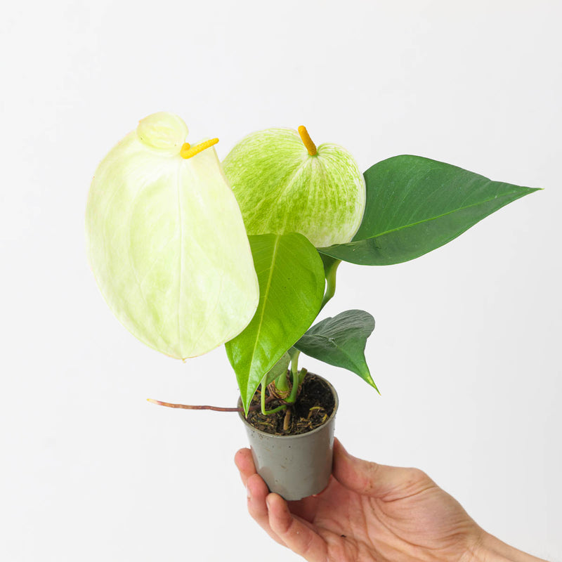 Anthurium scherzerianum hybrid 'White' Plants GrowTropicals