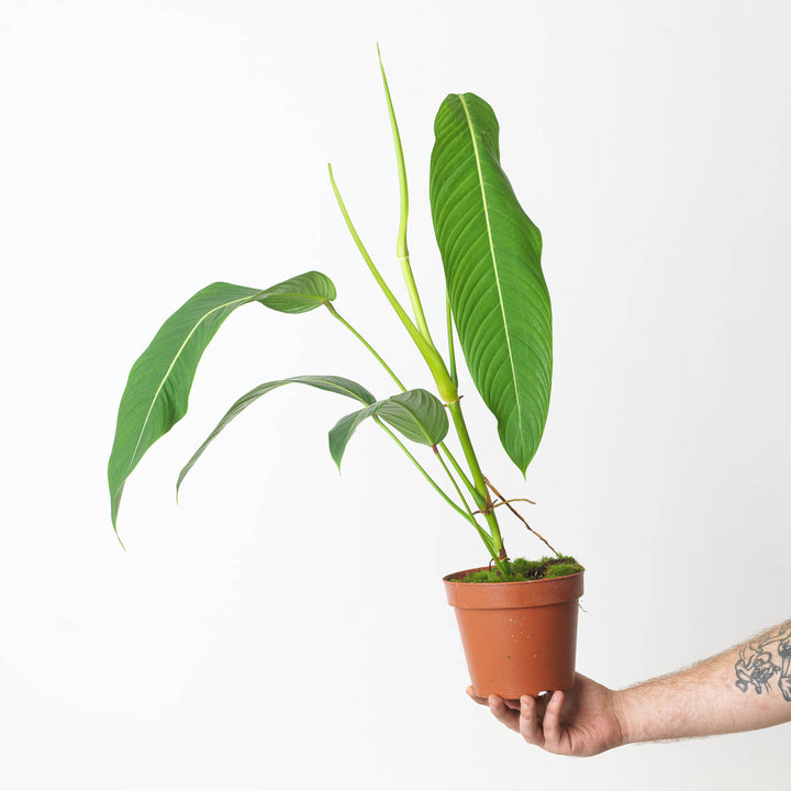 Philodendron Heterocraspedon - GROW TROPICALS