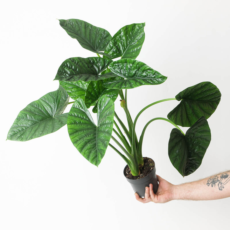 Imperfect Alocasia 'Lukiwan' | sinuata x alba Plants GrowTropicals