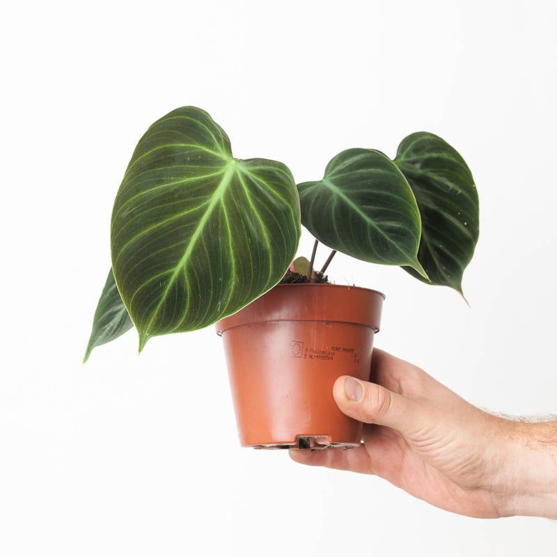 Imperfect Philodendron rubrijuvenile ('El Choco Red') Plants GrowTropicals