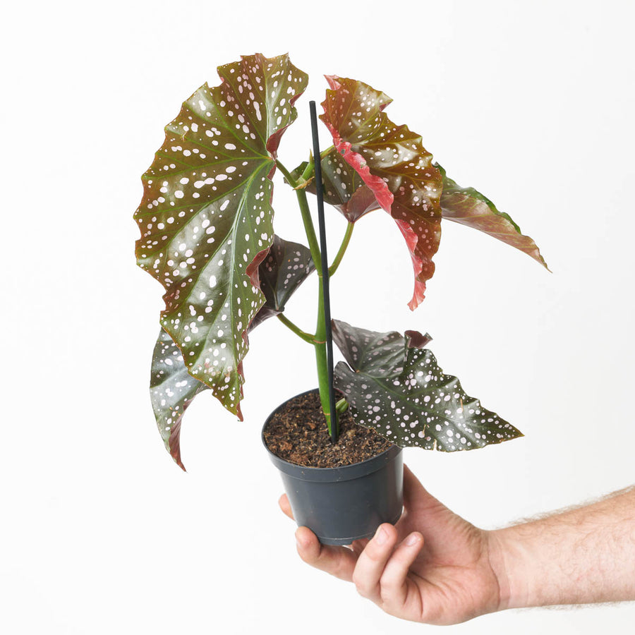 Begonia 'Cracklin Rosie' - GROW TROPICALS