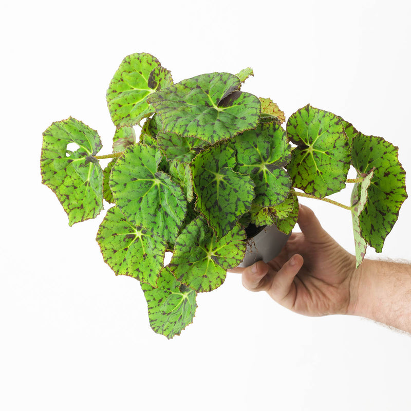 Begonia rex 'Lime Fever' Plants GrowTropicals