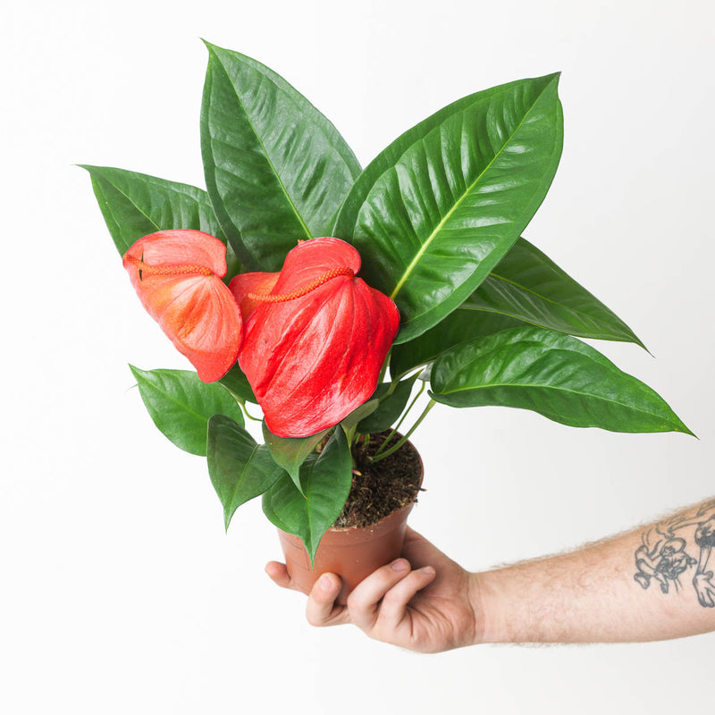 Anthurium scherzerianum 'Christine' Plants GrowTropicals