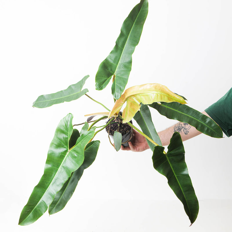 Philodendron atabapoense XL 14cm Plants GrowTropicals