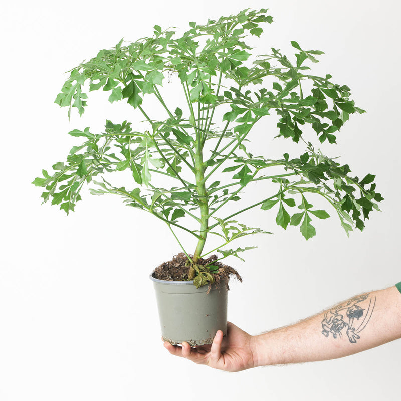 Cussonia spicata Plants - Outdoor GrowTropicals