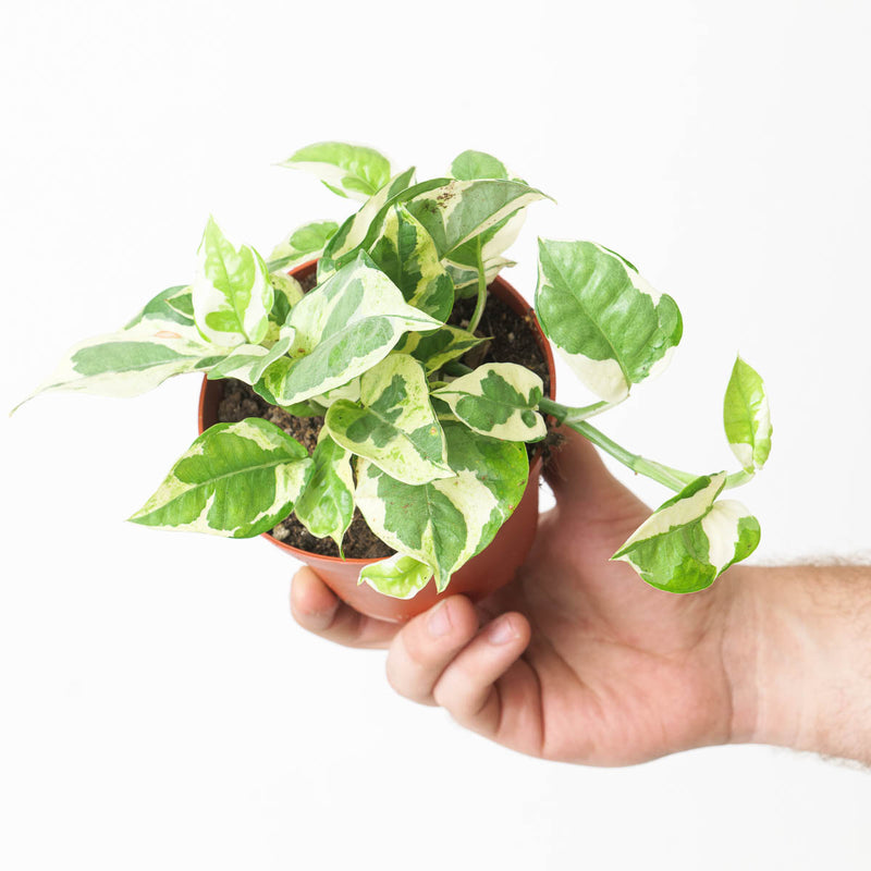 Epipremnum 'Glacier' Plants GrowTropicals
