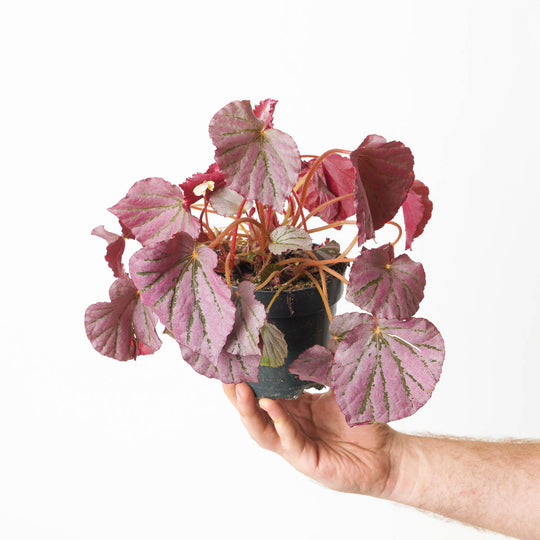 Begonia U192 'Martin's Mystery' Plants GrowTropicals